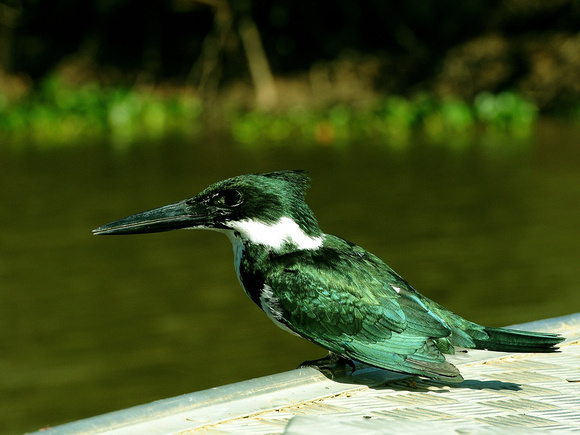 Amazonian Kingfisher (Brazil)