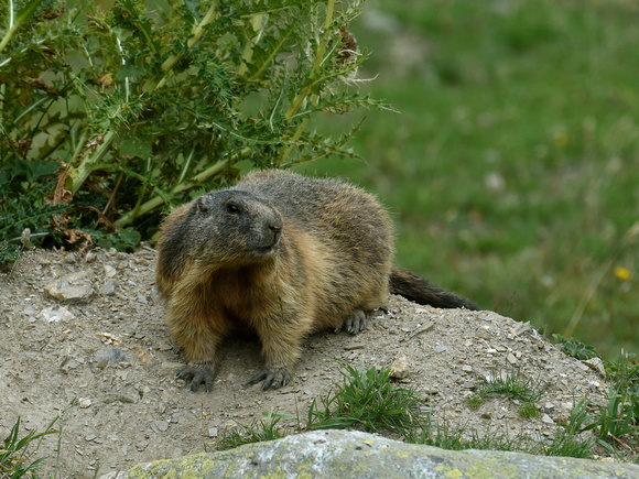 Alpine Marmot (Switzerland)
