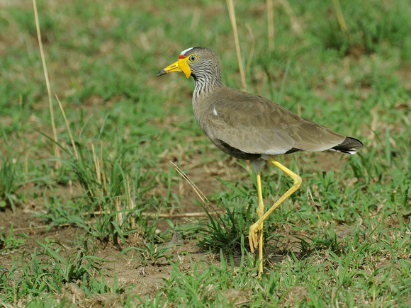 African wattled Lapwing (Uganda)