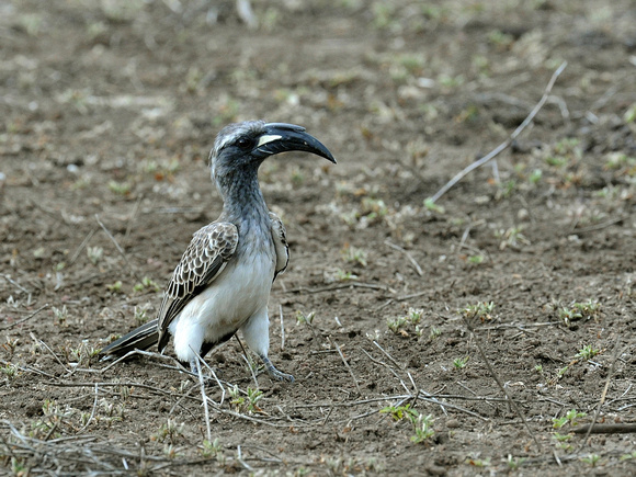 African grey Hornbill (Tanzania)