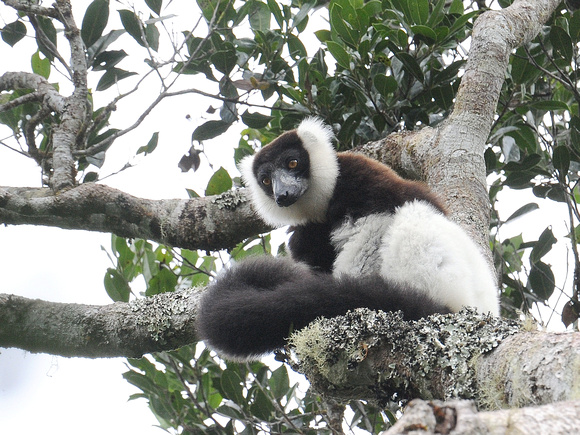 Black-and-white Ruffed Lemur (Madagascar)