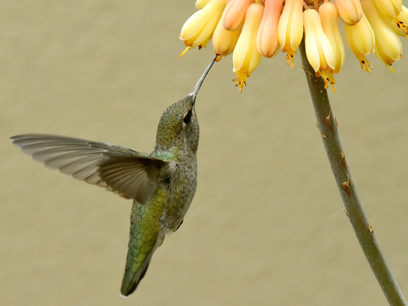 Anna's Hummingbird, female (USA)