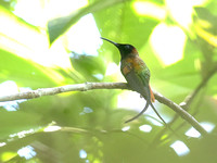 Birds: A-Z: A charm of Hummingbirds