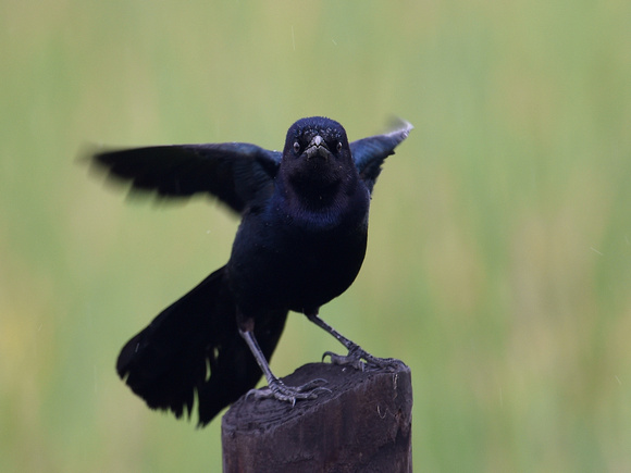 Boat-tailed Grackle (USA)