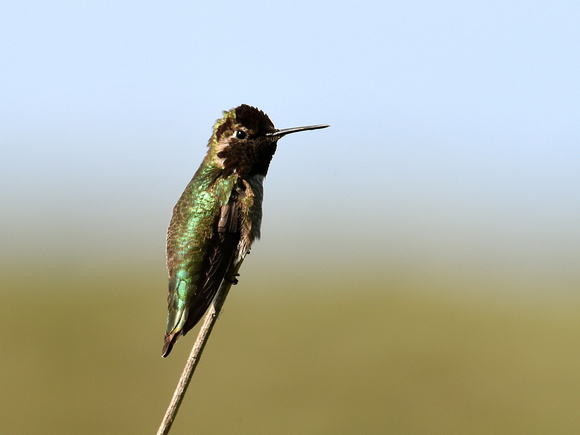 Anna's Hummingbird, male (USA)