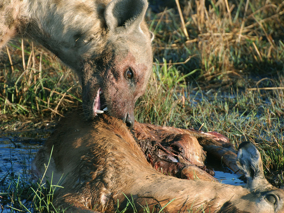 Game (Antelope) : Spotted Hyena