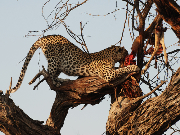 Game (Antelope): Leopard