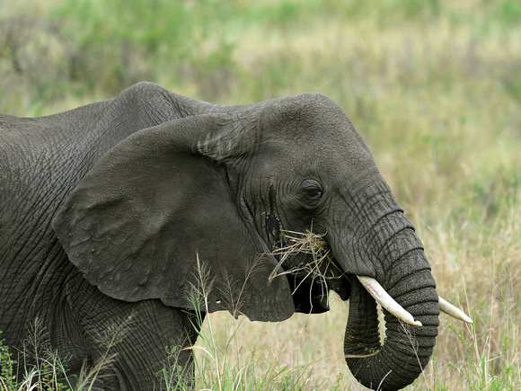 African Bush Elephant (Tanzania)