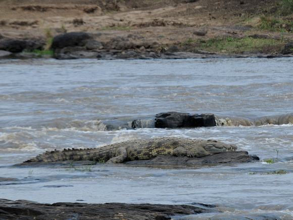 Nile Crocodile (Kenya)