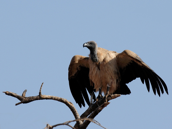 African White-backed Vulture (Tanzania)