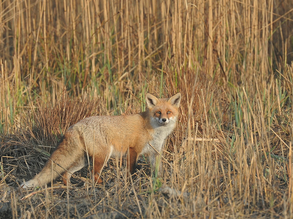 Red (European) Fox (Switzerland)