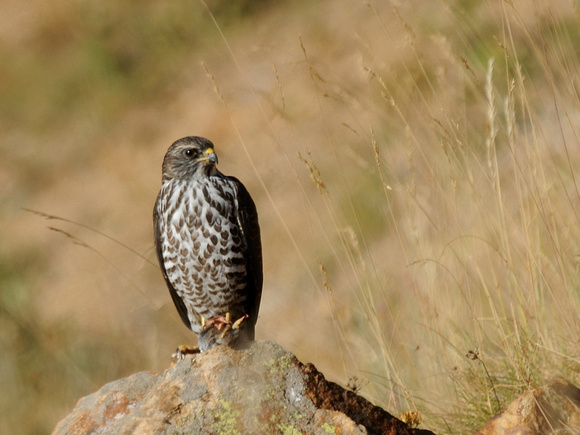 Levant Sparrowhawk (Turkey)