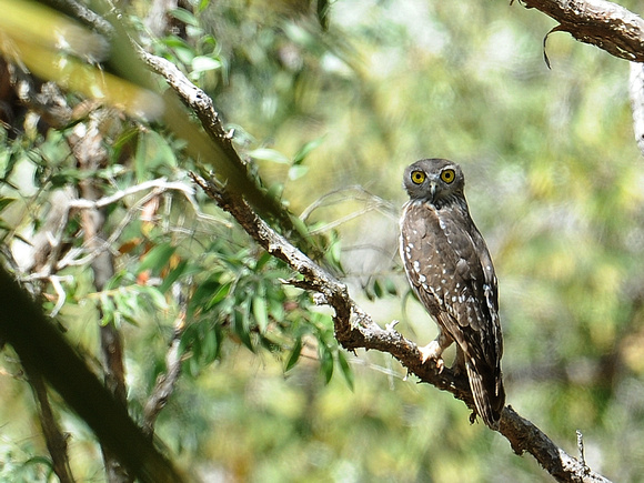 Barking Owl (Australia)