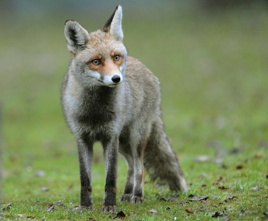 Red (Iberian) Fox (Spain)