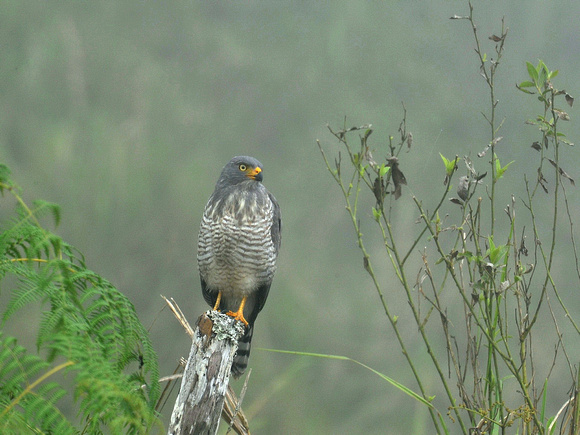 Roadside Hawk (Ecuador)