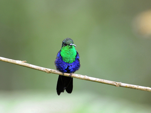 Fork-tailed Wood-Nymph, male displaying (Ecuador)