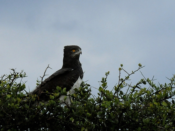 Black-chested Snake Eagle, adult (Kenya)