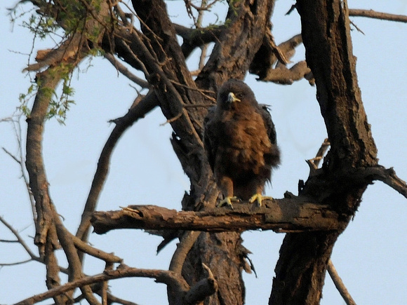 Wahlberg's Eagle (Tanzania)