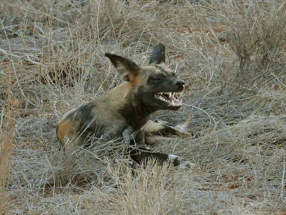 African Wild Dog (Kenya)