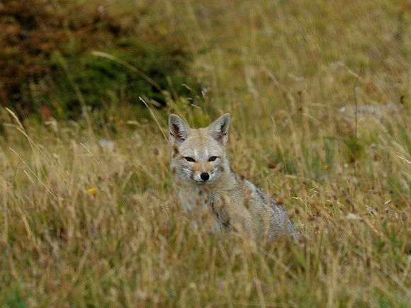 South American Gray Fox (Argentina)
