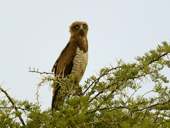 Beaudouin's Snake Eagle (Kenya)