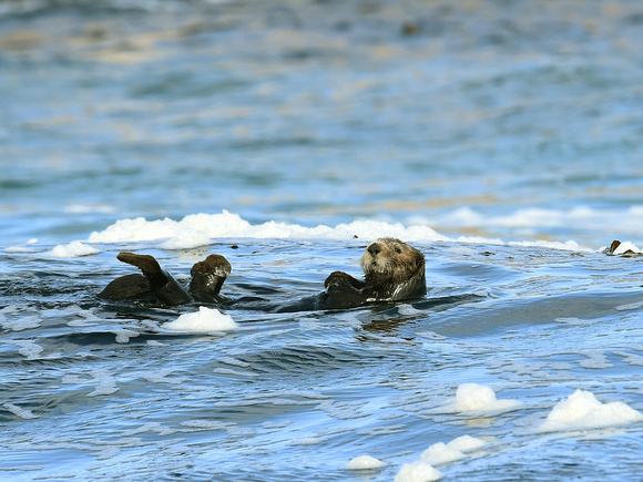 California Sea Otter (USA)