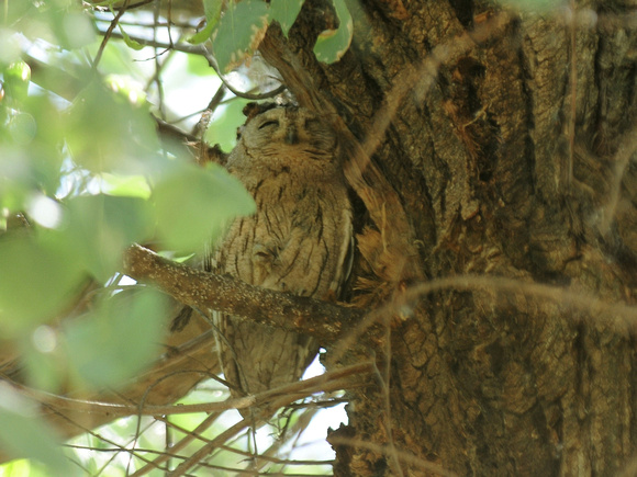 Pallid Scops Owl (Turkey)