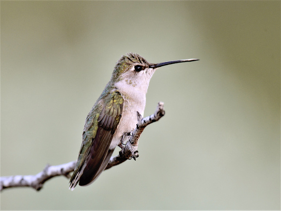 Black-chinned Hummingbird, female (USA)