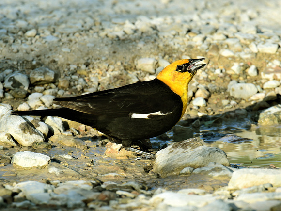 Yellow-headed Blackbird, male (USA)