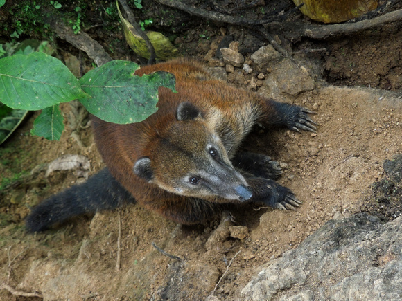 South American Coati (Ecuador)
