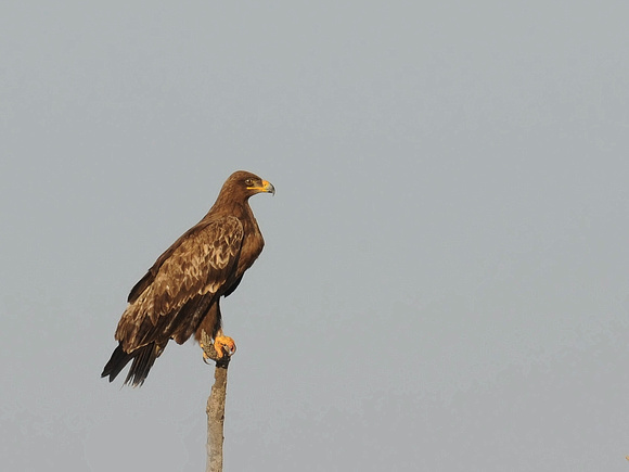 Steppe Eagle (India)
