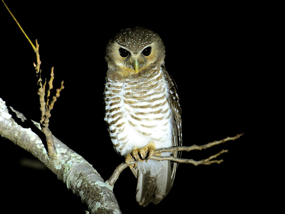 White-browed Owl (Madagascar)