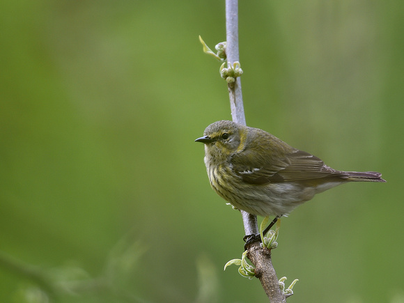 Cape May Warbler, female (USA)
