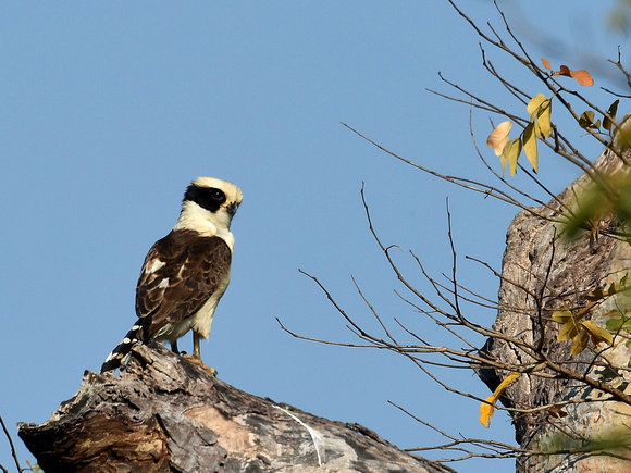 Laughing Falcon (Brazil)