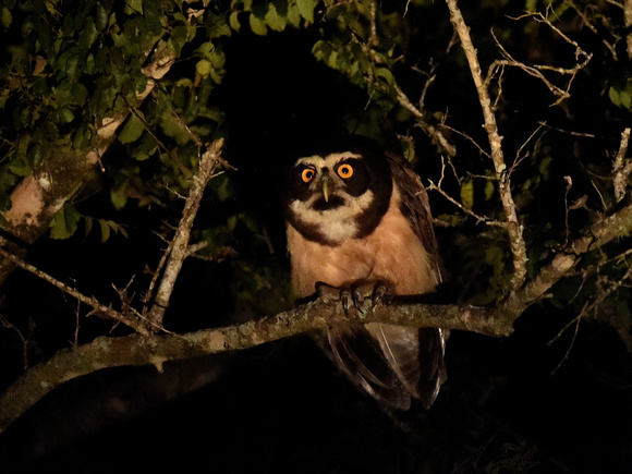 Spectacled Owl (Brazil)