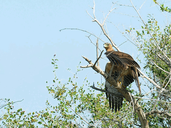 Bonelli's Eagle (Oman)