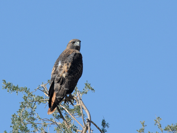 Red-tailed Hawk, adult (USA)