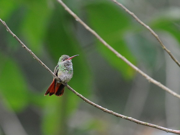 Rufous-tailed Hummingbird (Ecuador)