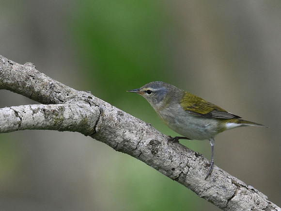 Tennessee Warbler, male (USA)