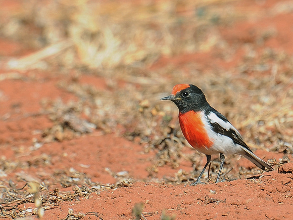 Red-capped Robin, male (Australia)