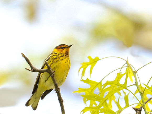 Cape May Warbler, male (USA)