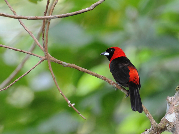 Masked Crimson Tanager (Ecuador)