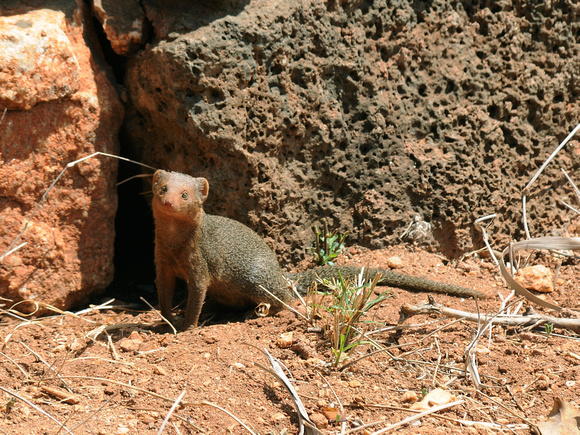 Dwarf Mongoose (Kenya)