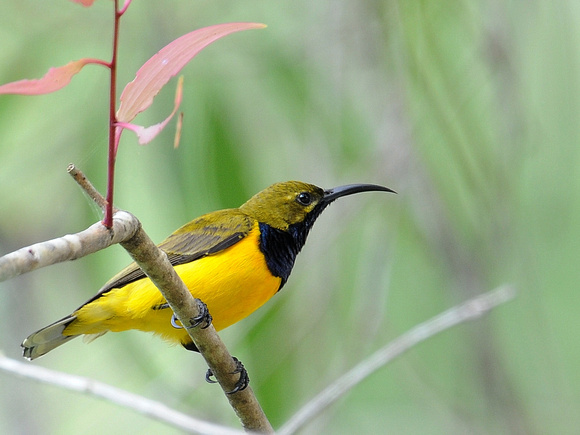 Olive-backed Sunbird, male (Australia)