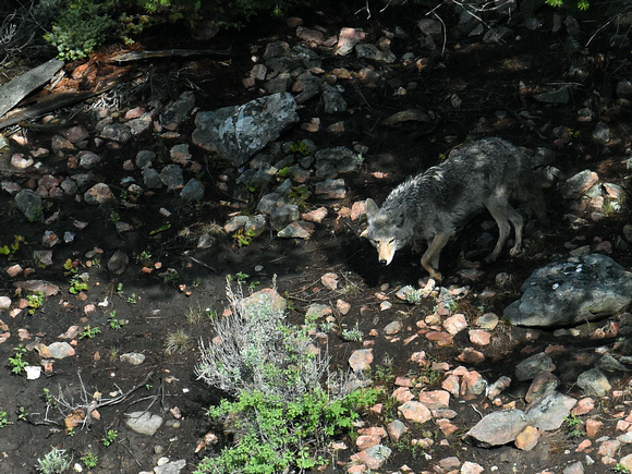 Coyote (USA)