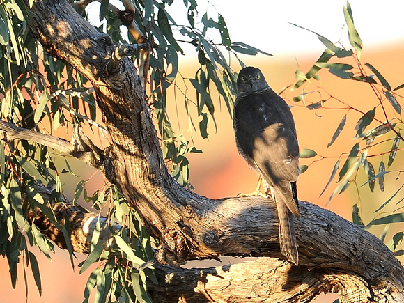 Brown Goshawk, male (Australia)