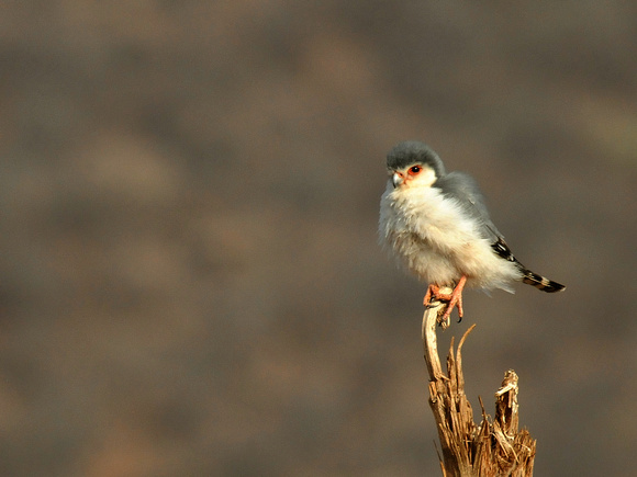 Pygmy Falcon, male (Kenya)