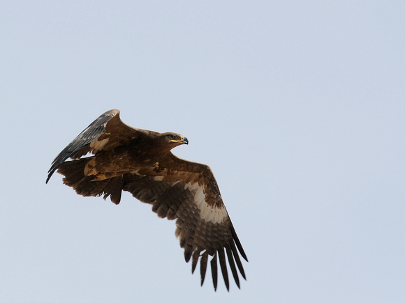 Steppe Eagle (India)