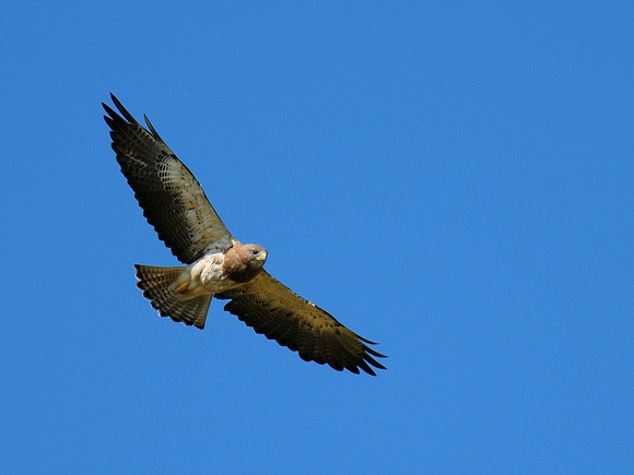 Swainson's Hawk, adult, light morph (USA)