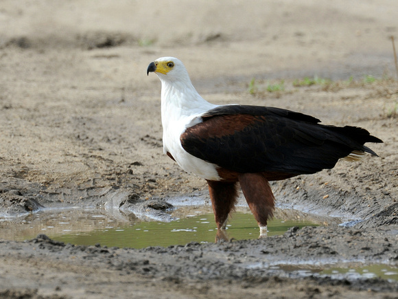 African Fish Eagle, adult (Uganda)